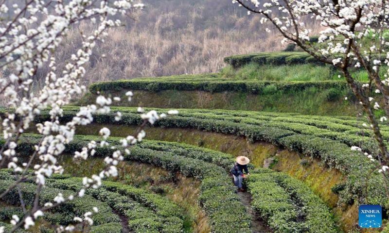 A farmer picks tea leaves at a tea garden in Maoping Town of Zigui County, Yichang, central China's Hubei Province, March 13, 2026. Photo: Xinhua
