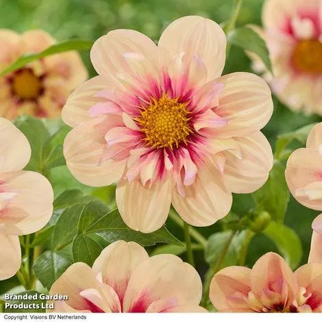 8 plants people regret putting in their gardens