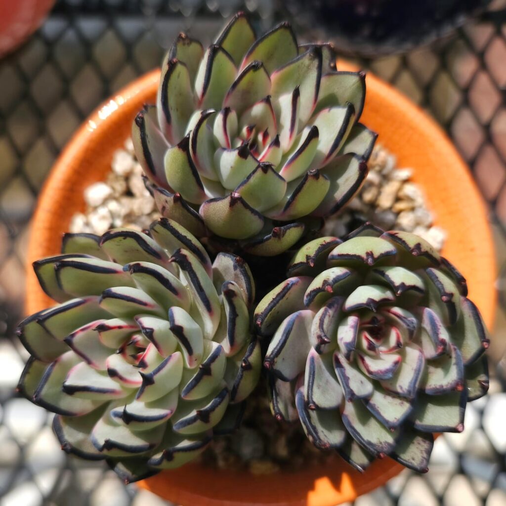 Echeveria badiae [Echeveria badiae Jimeno-Sevilla & Posadas Trejo, 2025]