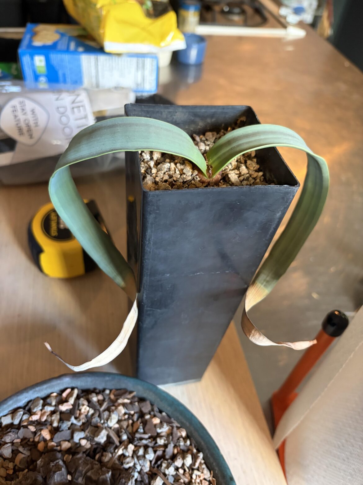 where are we getting welwitschia pots?