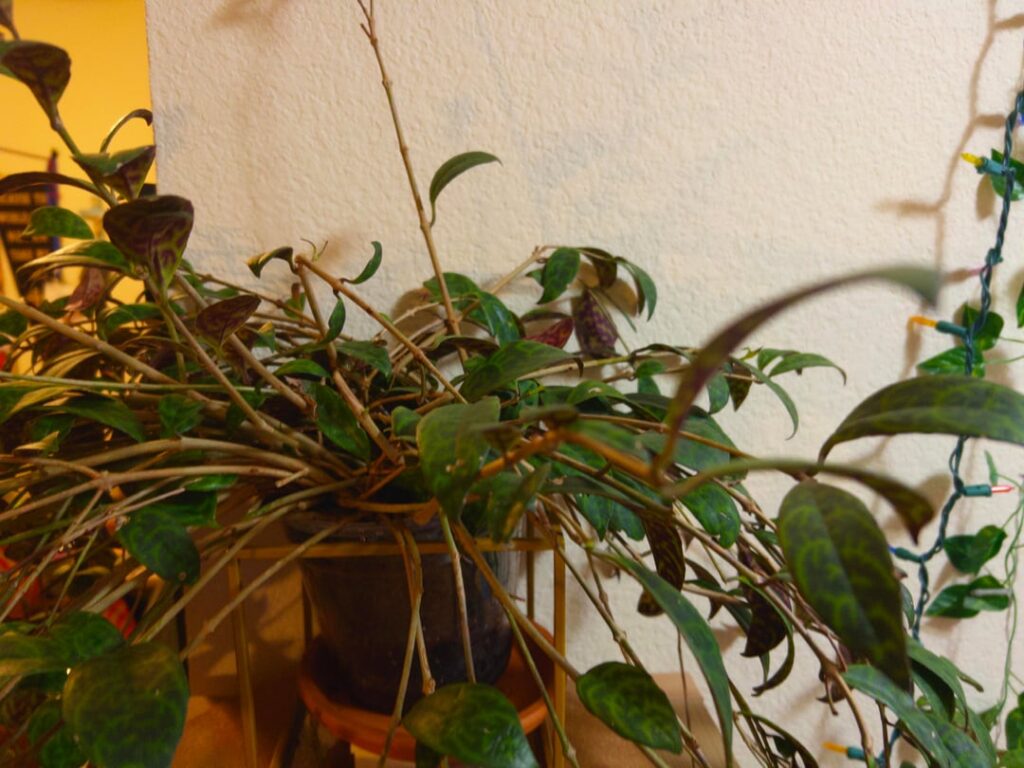 Lipstick plant? Dracanea?