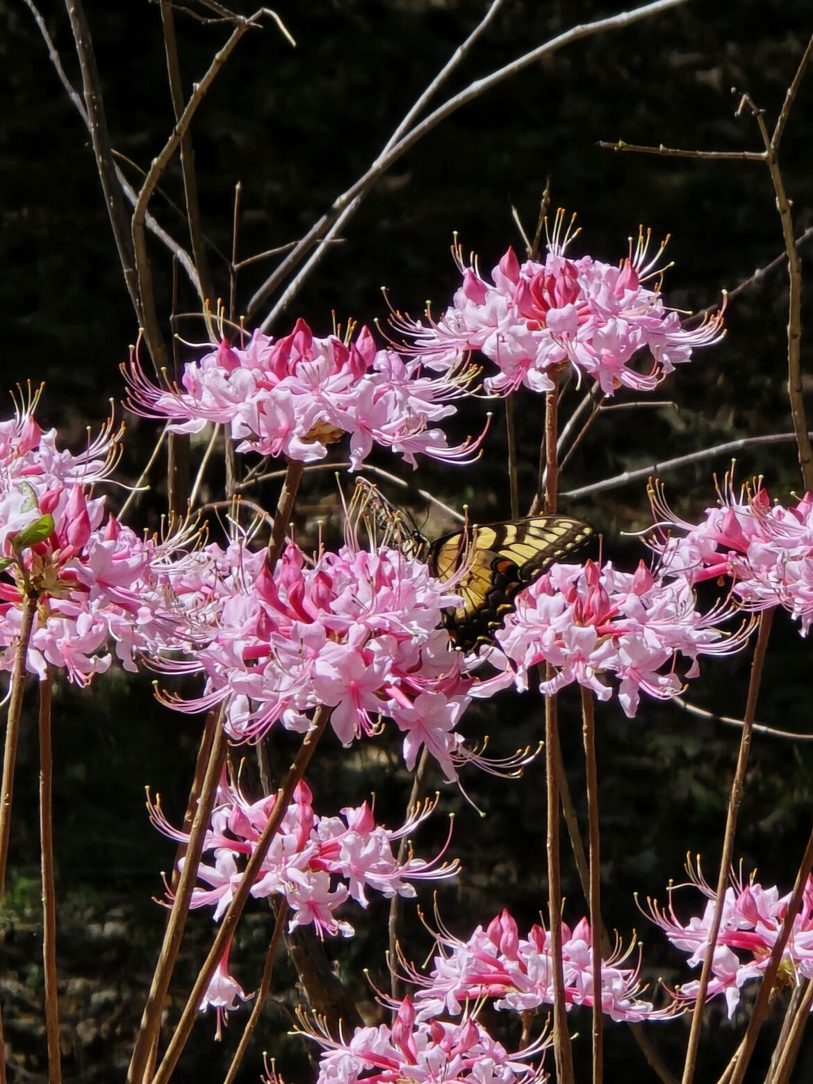 The Eastern Tiger Swallowtails are mostly fluttering around in the canopy right now. But I occasionally catch one nectaring.