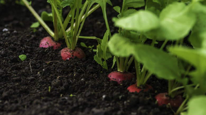 Radishes peeking through garden soil