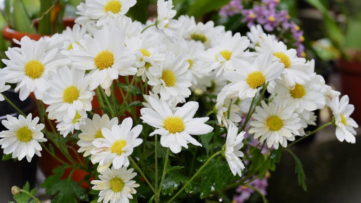 Beautiful Shasta daisies in the backyard