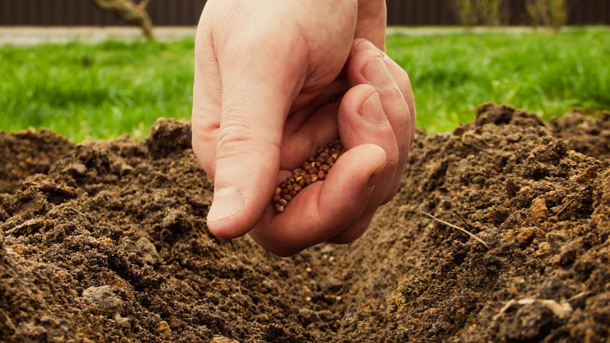 Mans hand planting radish seeds on the vegetable bed. Gardener sows radish seeds in soil. Ecological agriculture for producing healthy food concept