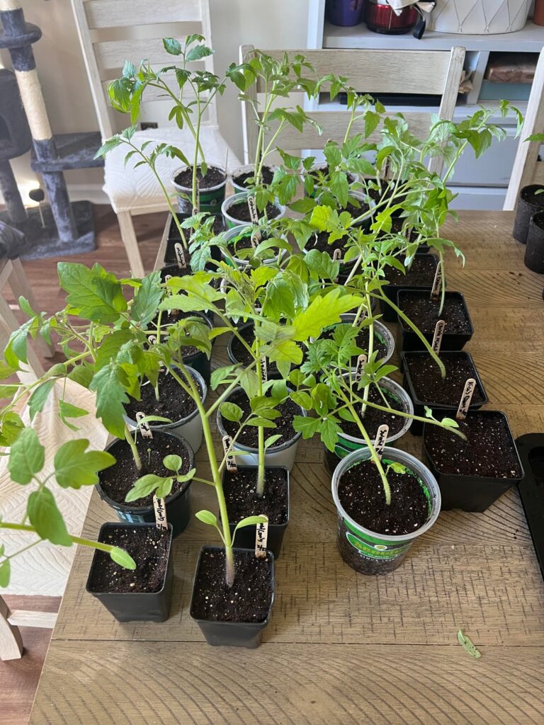 5 weeks in (zone 7b WNC) 5 weeks in (zone 7b WNC)