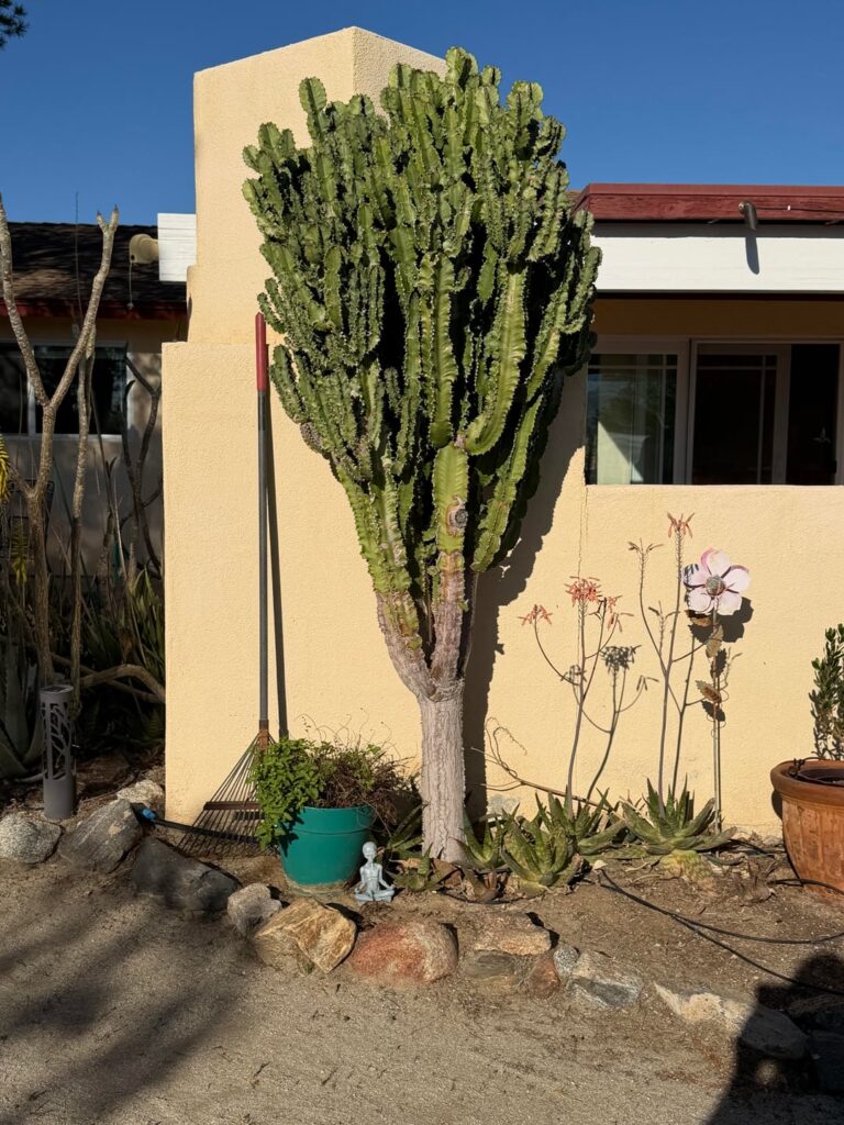 What is this plant