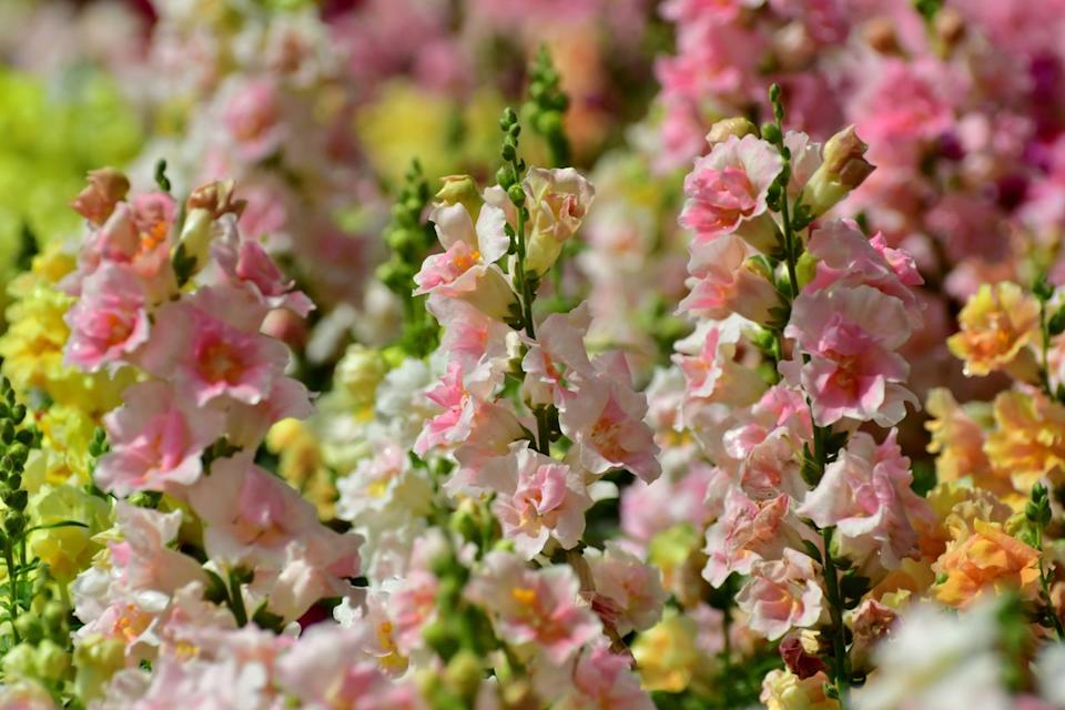 Credit: magicflute002 / Getty Images