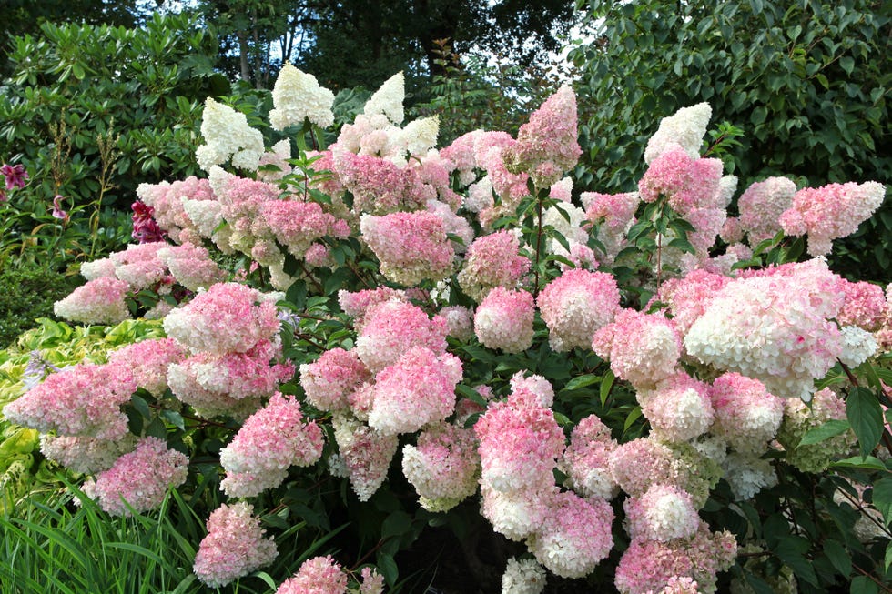Pink and cream Panicle Hydrangea, Vanille Fraise 'Renhy' in flower. pink and white panicle hydrangea, vanille fraise renhy in flower