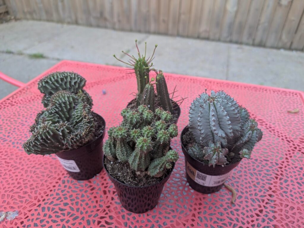 A collection of funny guys I got today