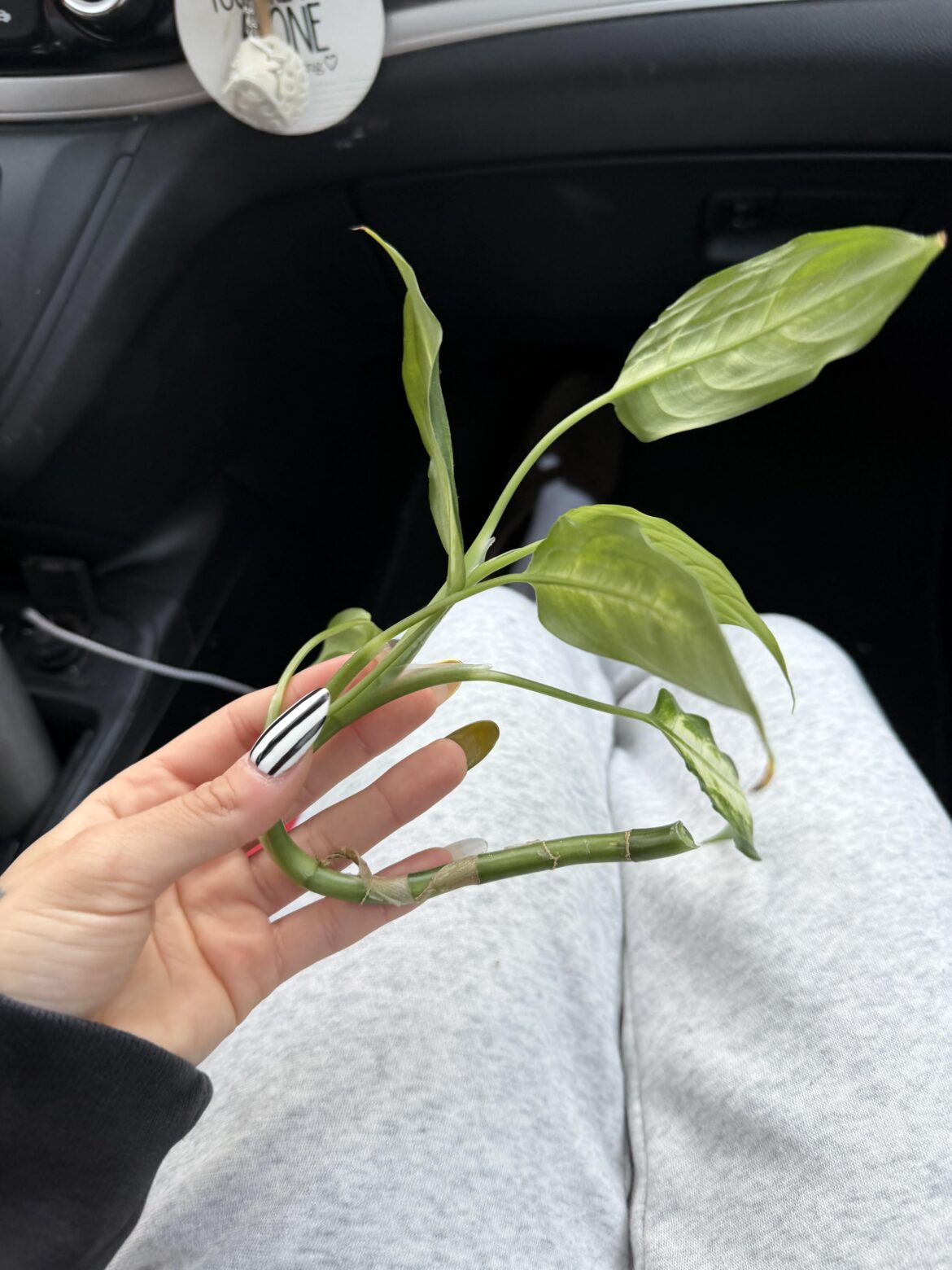 What to do with this dieffenbachia cutting? What to do with this dieffenbachia cutting?