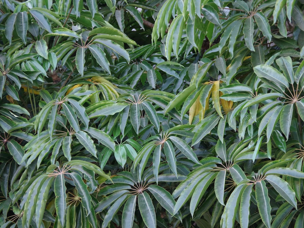 close up full frame view of the thick large foliage of a schefflera umbrella tree