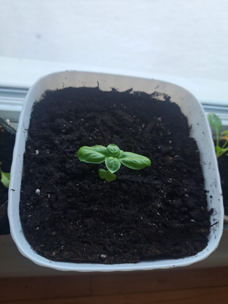 I transplanted my basil to bigger pots since the roots were getting too crowded, and my tomatoes sprouted yesterday!