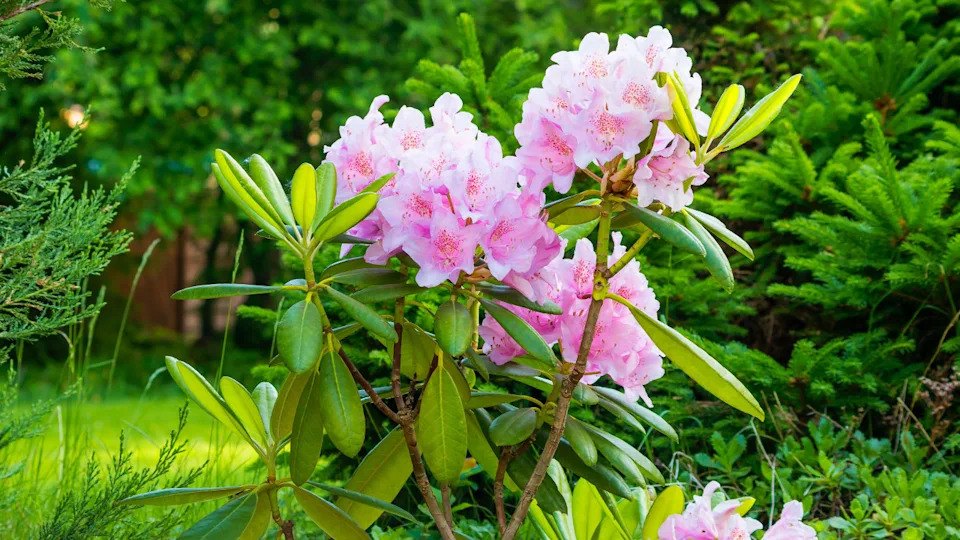 Photo by Ludmila Kapustkina on Getty Images