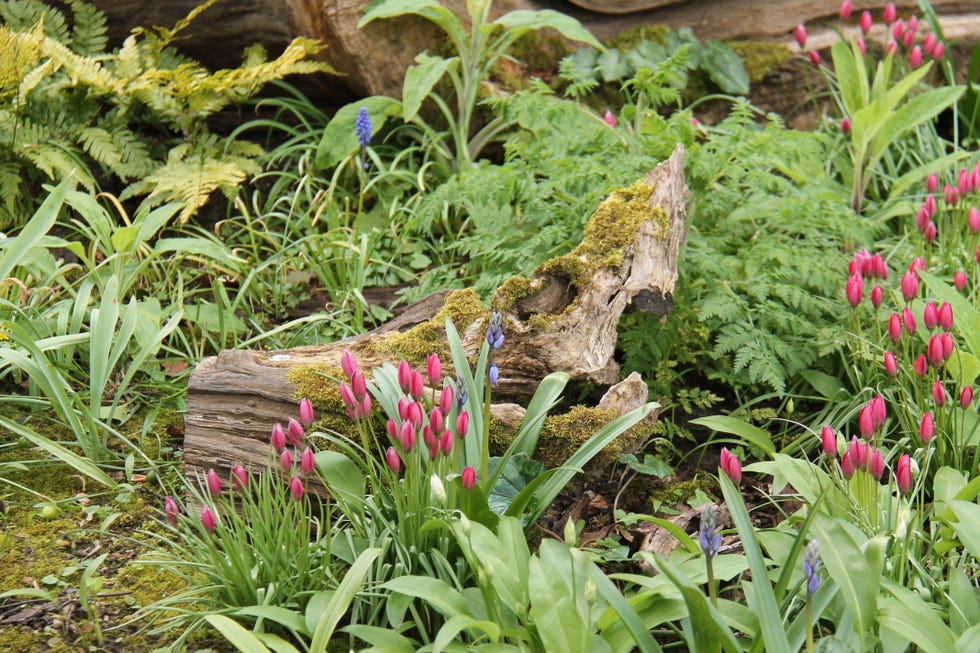 Wooden Tree Stump. wooden tree stump.