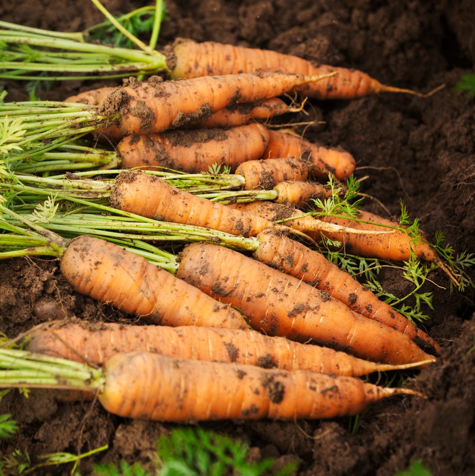 a row of freshly pulled winter carrots covered with soil a row of freshly pulled winter carrots covered with soil