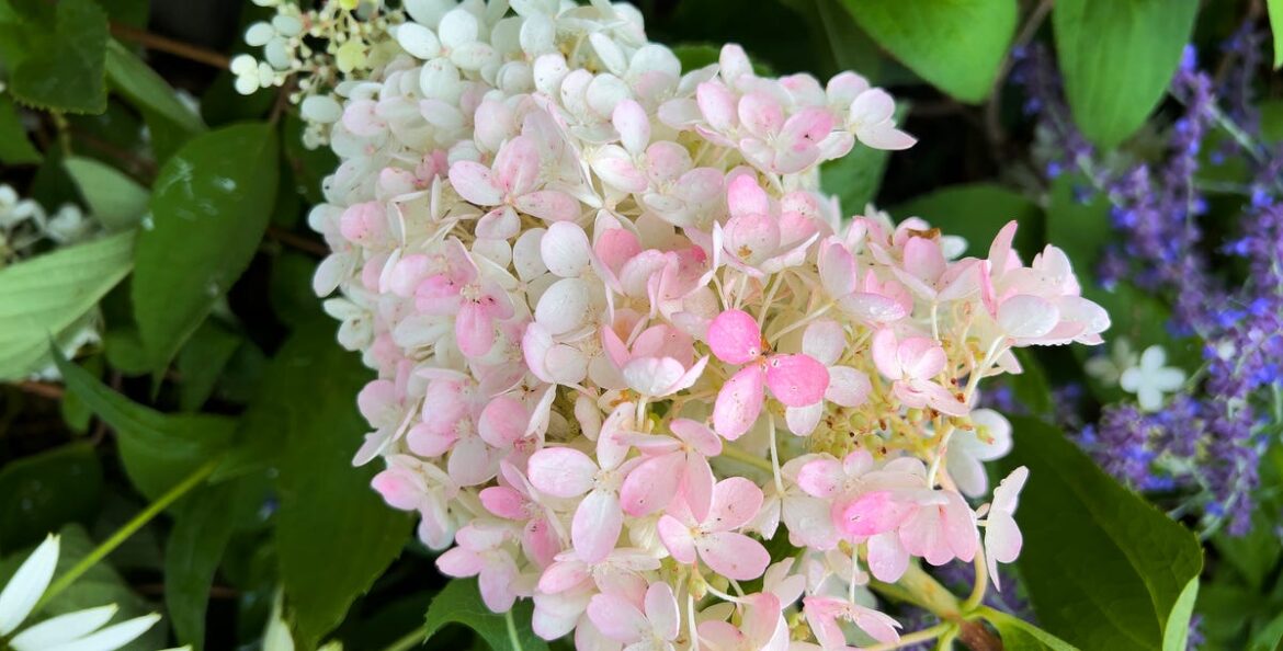 5 Plants to Prune in April – From Roses to Lavender (and the Right Tools for Each Job) 5 Plants to Prune in April – From Roses to Lavender (and the Right Tools for Each Job)
