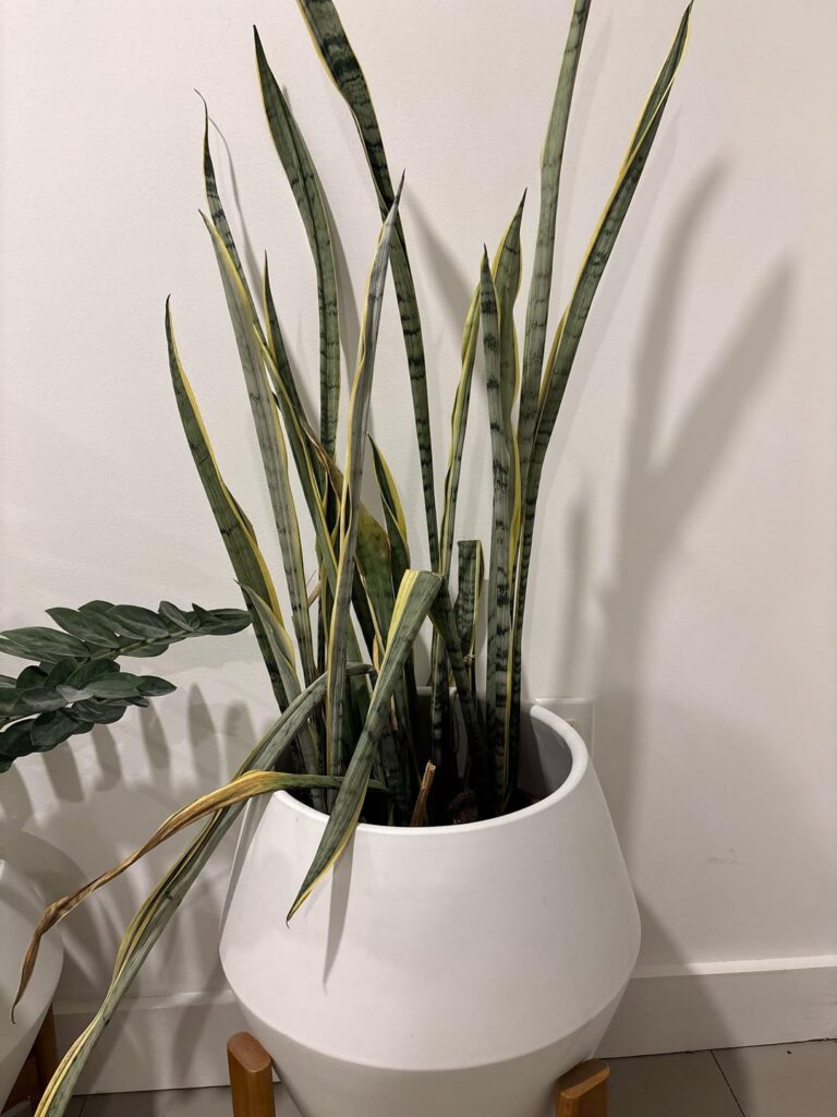 Help with snake plant