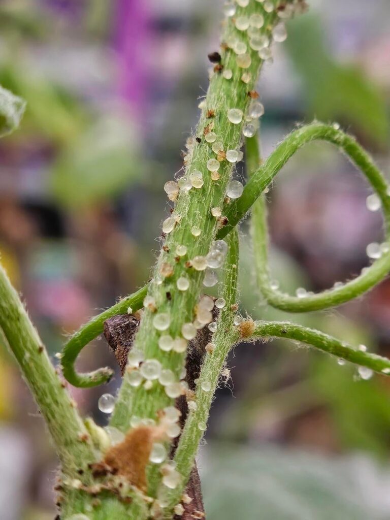 What’s on these blueberry plants!?