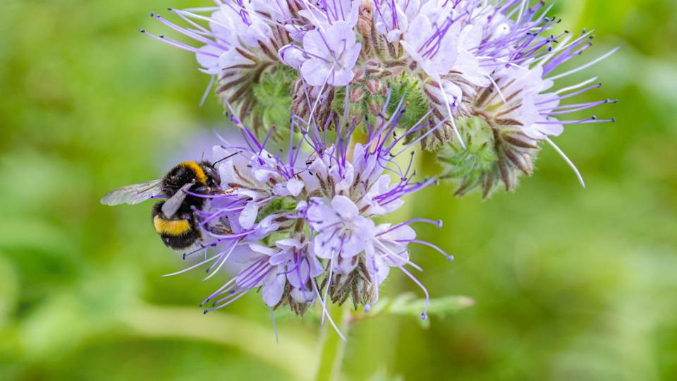 Bumblebee on Wild flower Lacy Phacelia Tanacetifolia In meadow. Blue tansy honey plant. Banner. Blue tansy or purple tansy - honey plant, attracting pollinators such as honey bees or bumblebee
