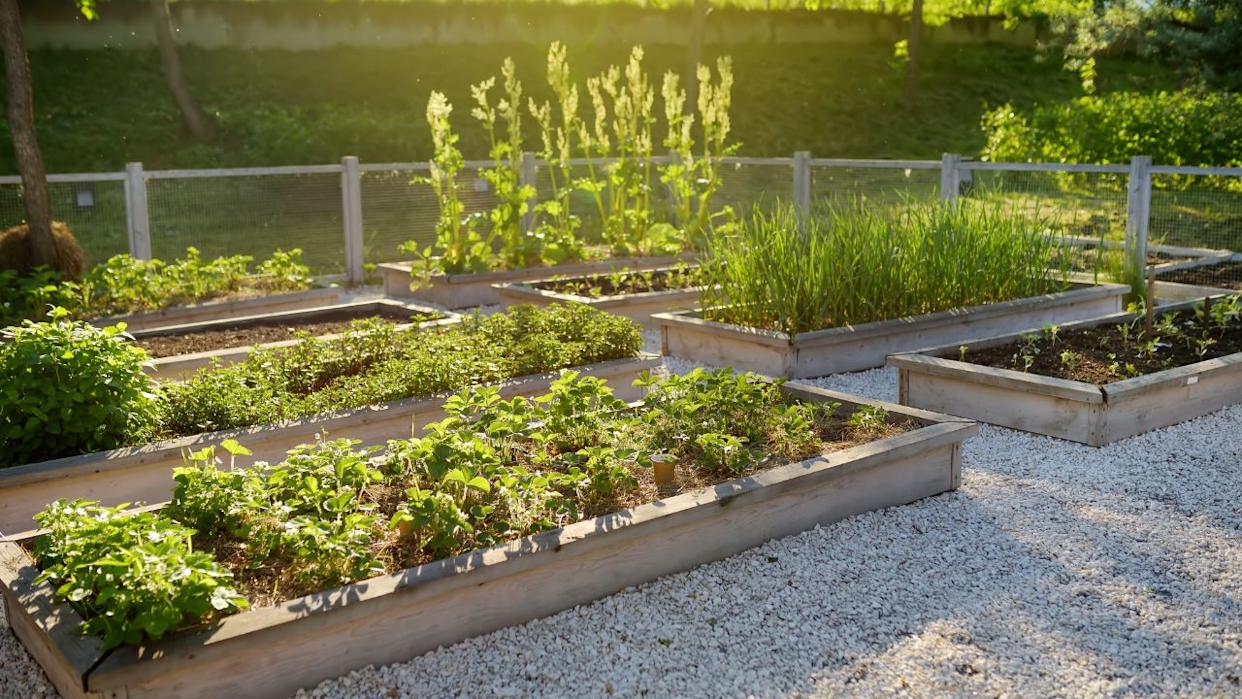Community kitchen garden. Raised garden beds with plants in vegetable community garden. Lessons of gardening for kids.