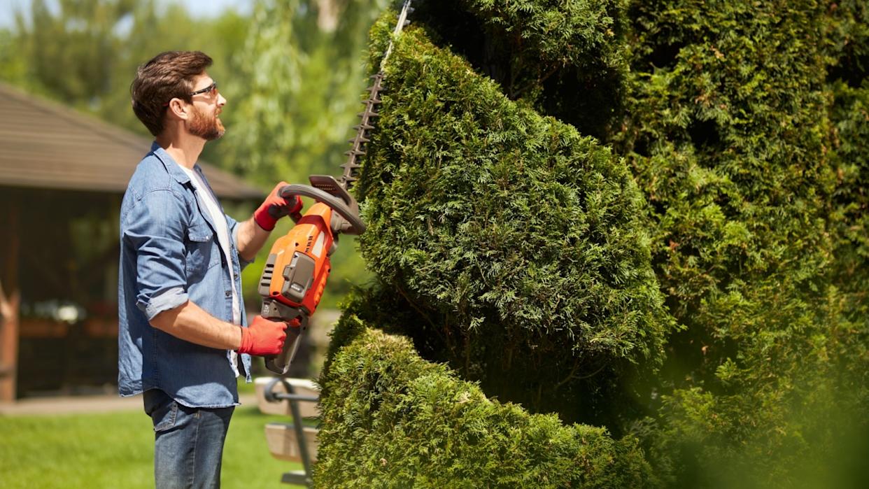 Skillful male gardener with electric hedge trimmer in topiary park. Side view of professional worker looking up at thuja tree, inspecting, while pruning in garden in summer. Concept of pruning time.