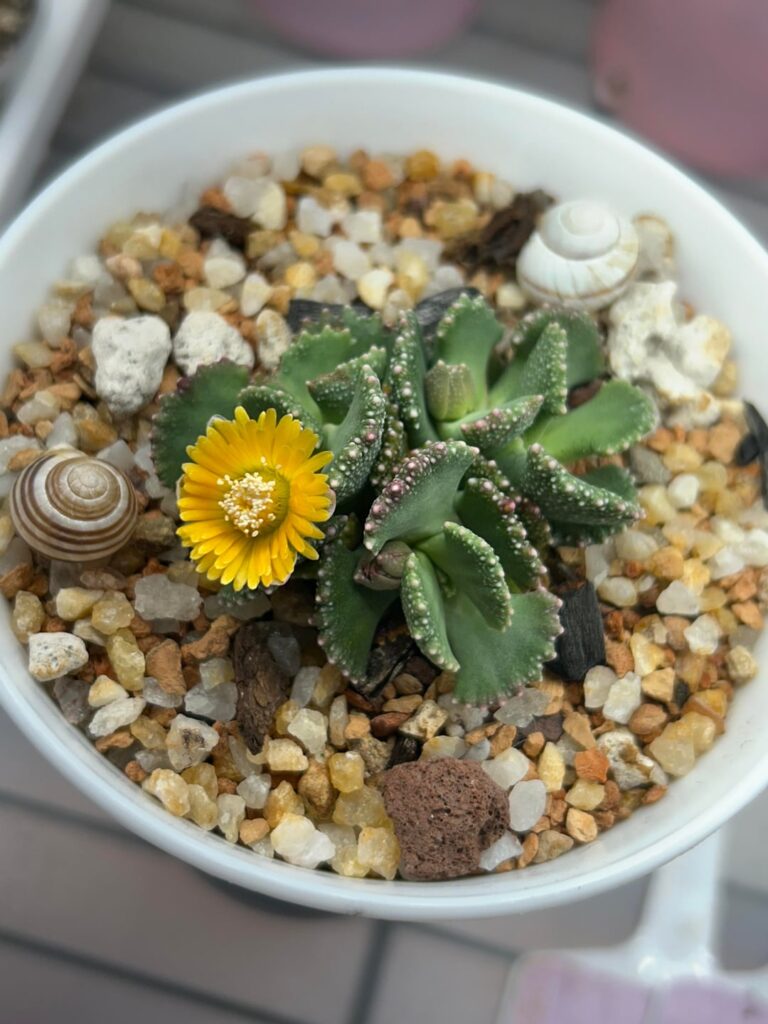 Aloinopsis malherbei bloom and fenestraria seed pods Aloinopsis malherbei bloom and fenestraria seed pods