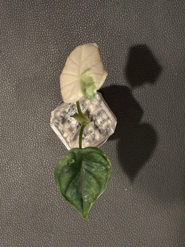 A new addition