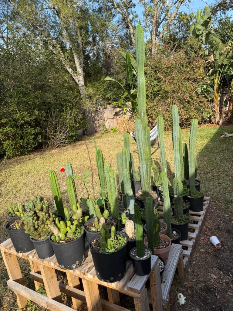 Ground planted in Florida!