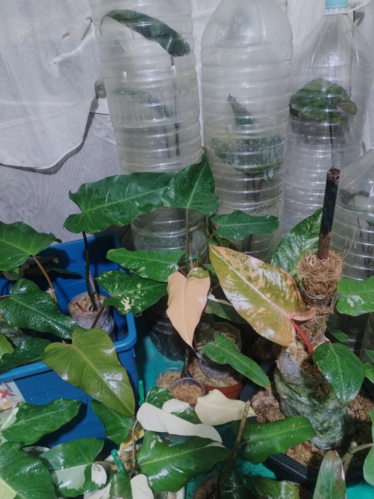 Philodendron Dark Lord Variegated (daily update)March 24/2026