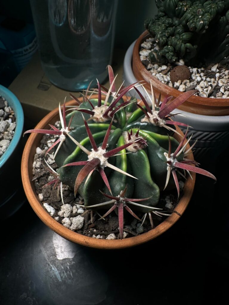 What species is this cactus?