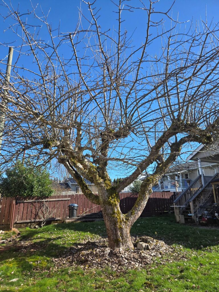 Canker? Please save my tree