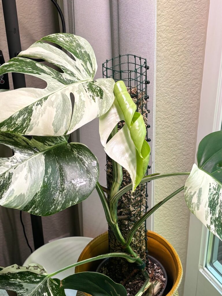 first half moon leaf on my albo! 💚🤍