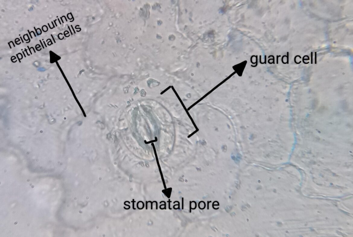 Leaf stomata viewed under my microscope.
