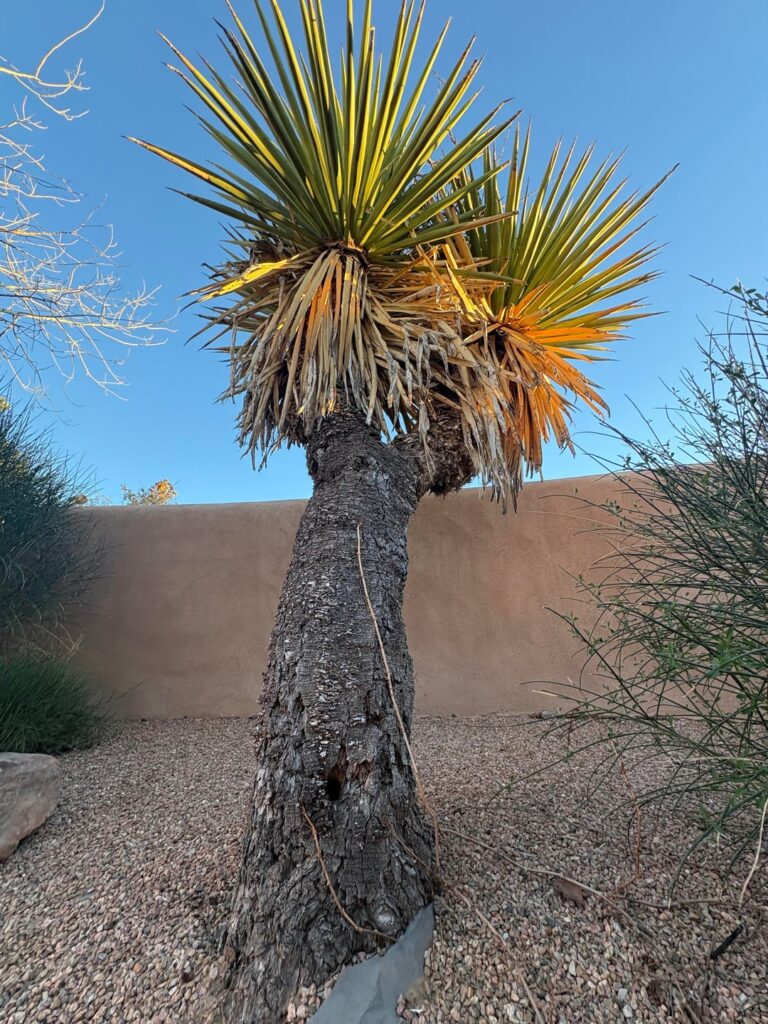 There’s a hole in my yucca, dear Liza, dear Liza