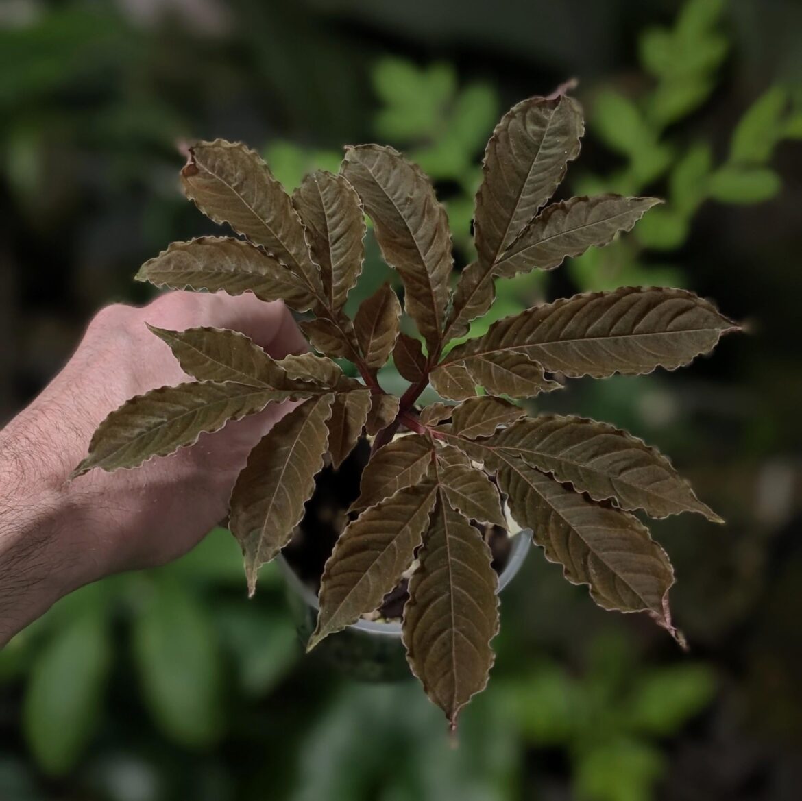 Amorphophallus barbatus