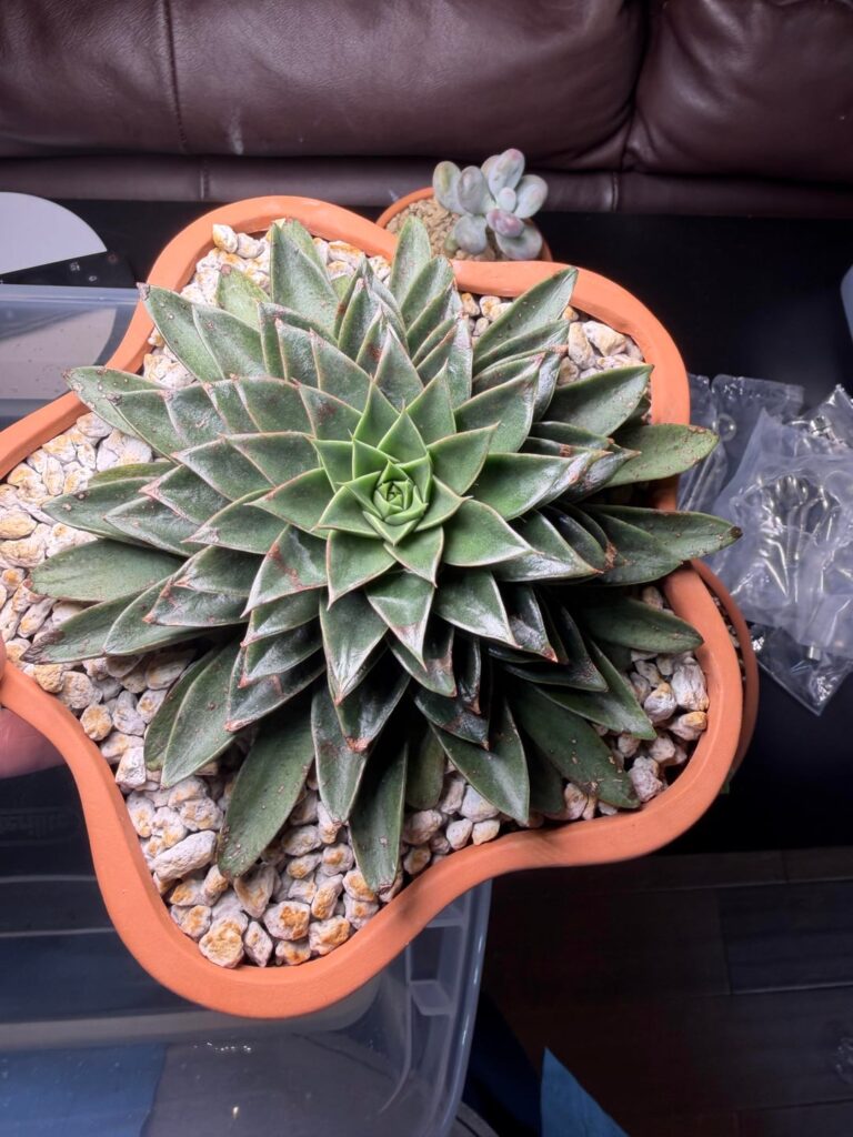 What is the damage on this Echeveria ‘Torro’?