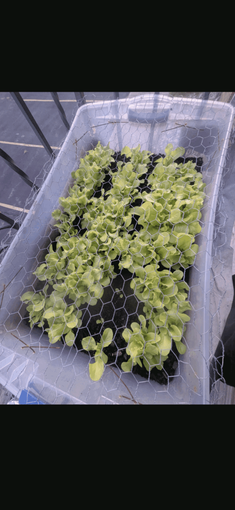 I loved my babies so much, did a very good job making this bin in my last apartment.