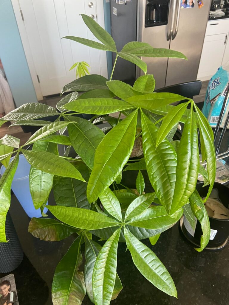 Money Tree giving mixed signals (?)