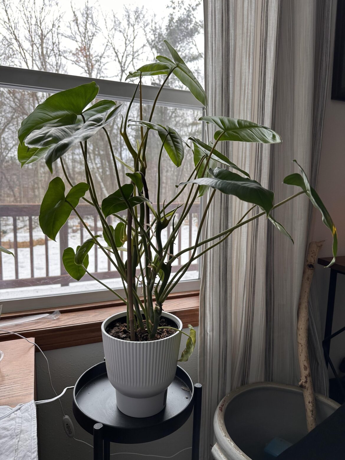 Burle Marx help please