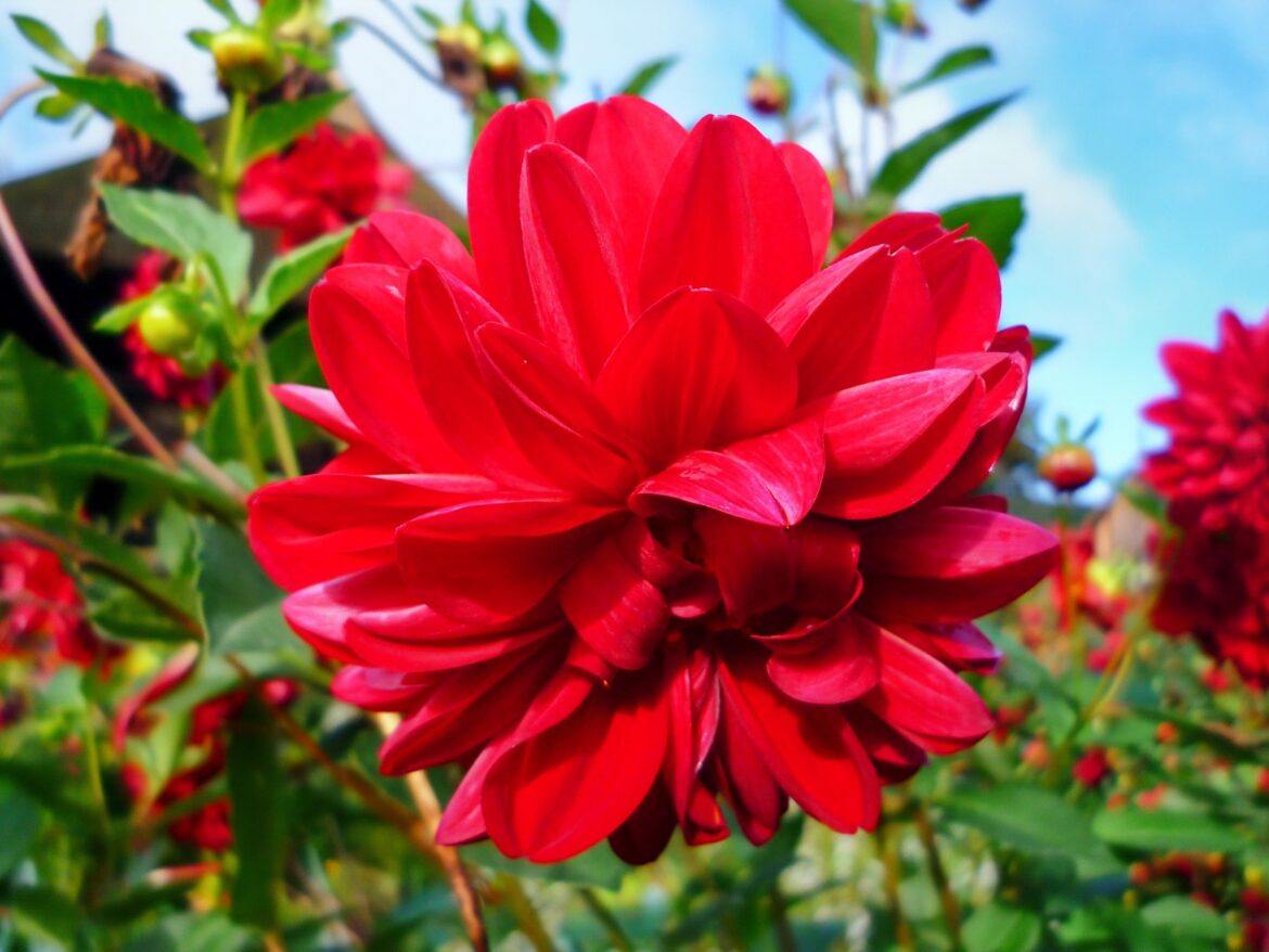 DALIA (Dahlia pinnata)