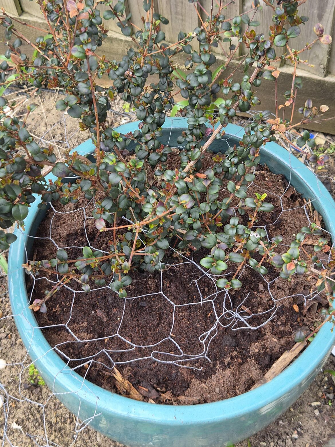 Ugni molinae, Chilean guava