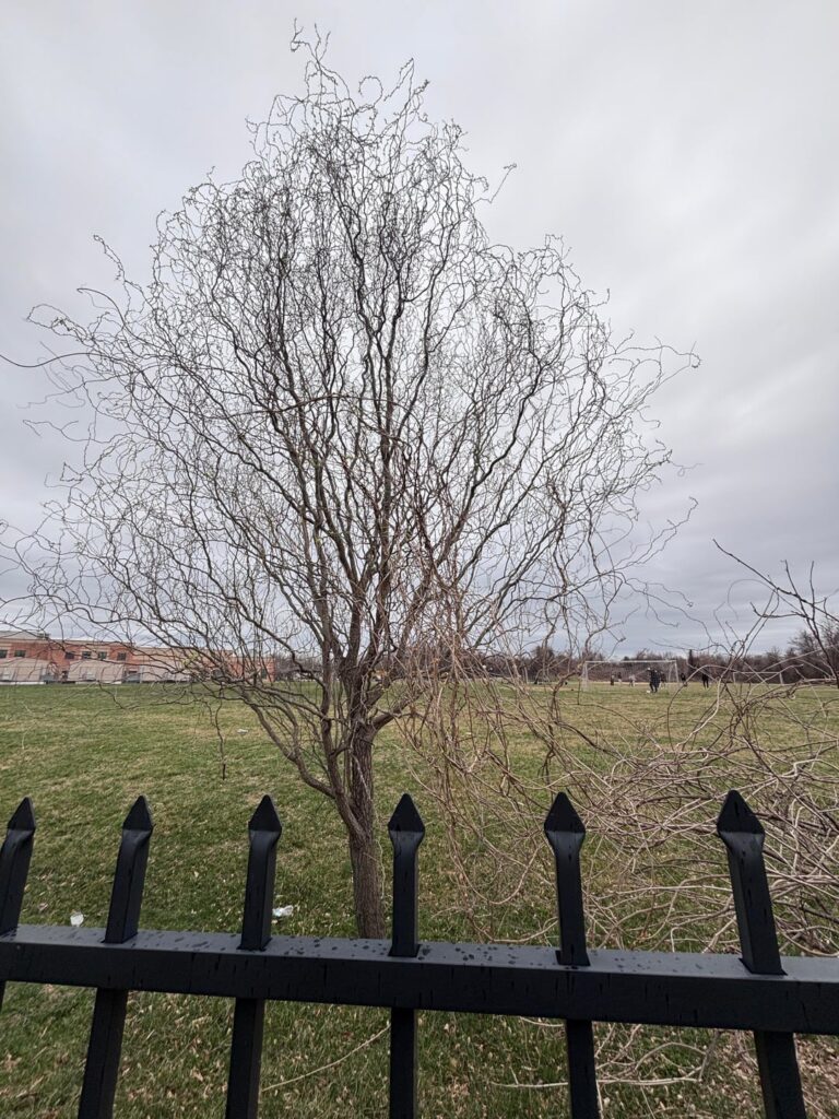 Should the small tree/bush be trimmed?