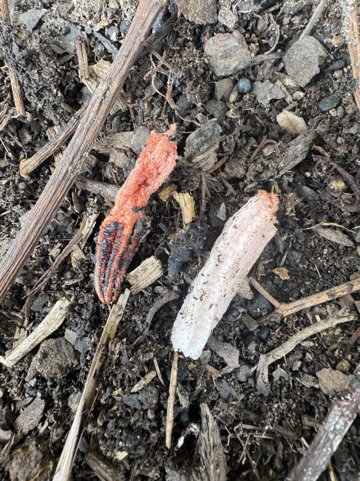 In a plant garden, but smells rotting.
