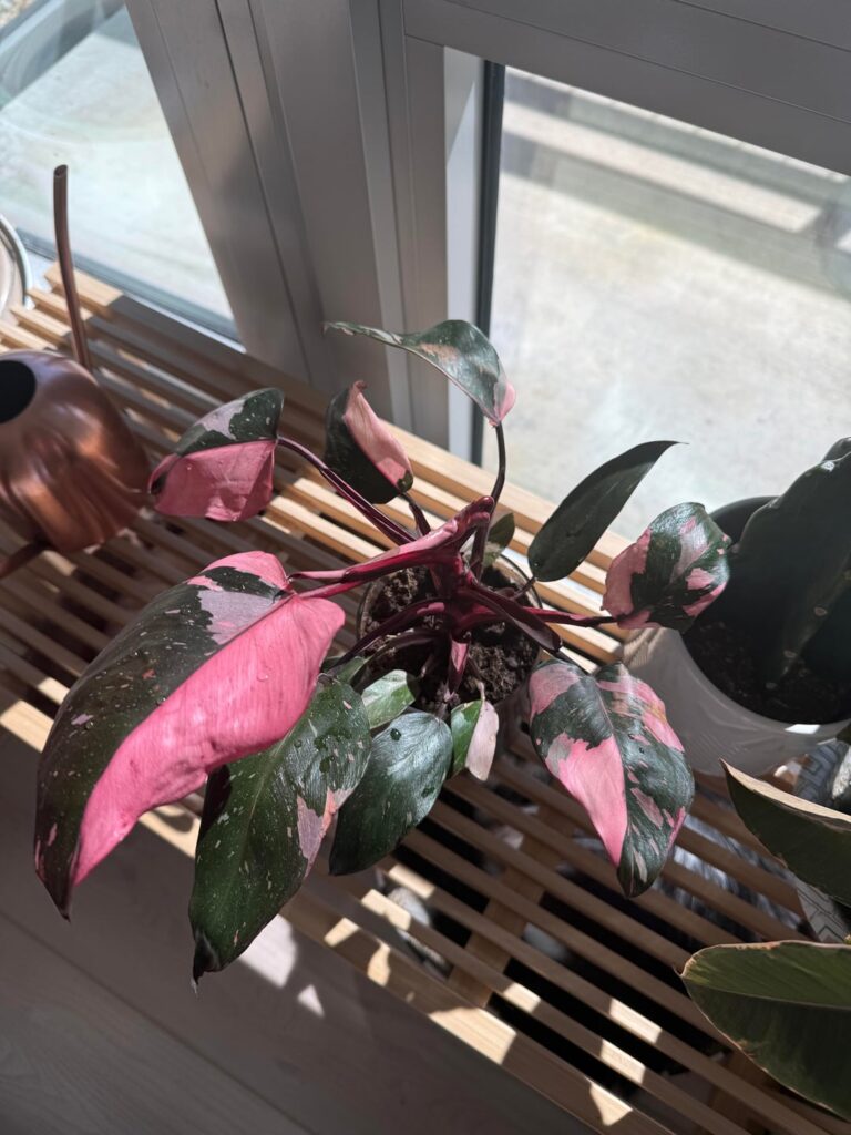 Snagged this beauty at TJ’s!