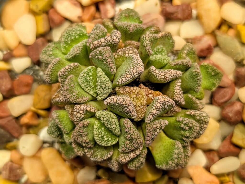 My Tiny Titanopsis from the Philadelphia Flower Show