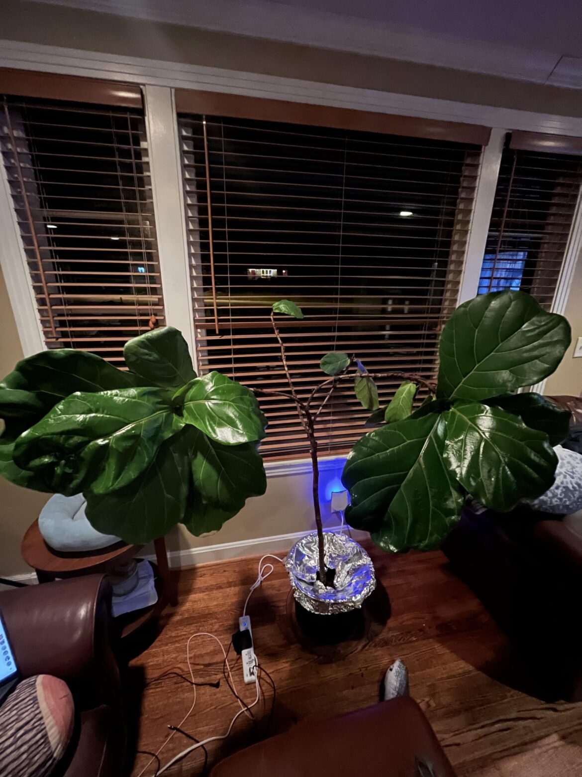 Help us prune this guy
