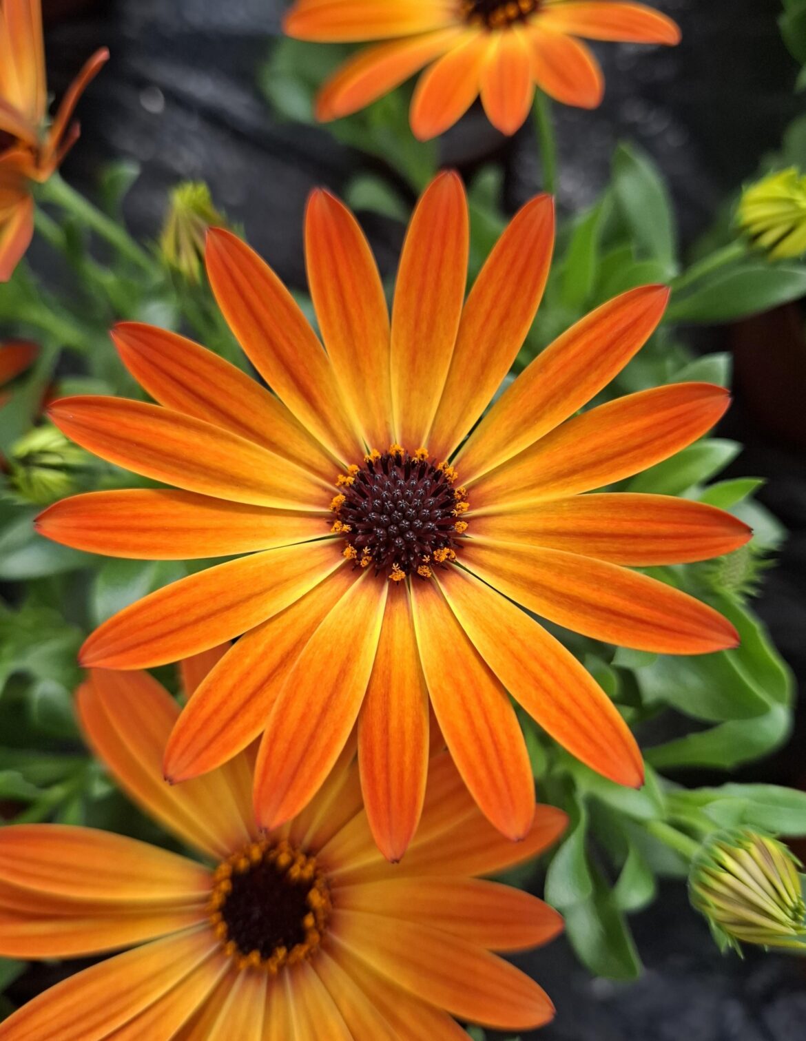 Osteospermum Margarita [OC]