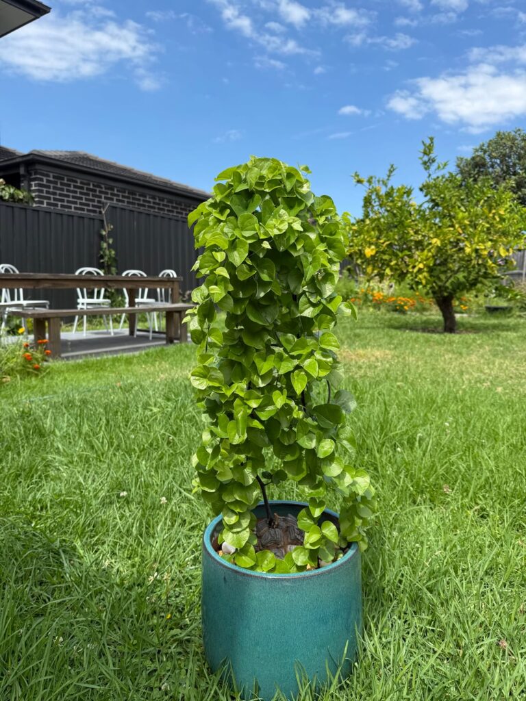 Dioscorea elephantipes update