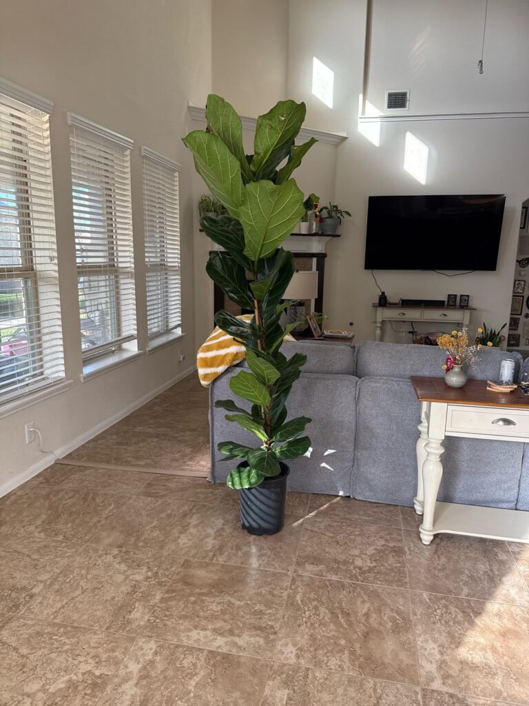 How to prune?